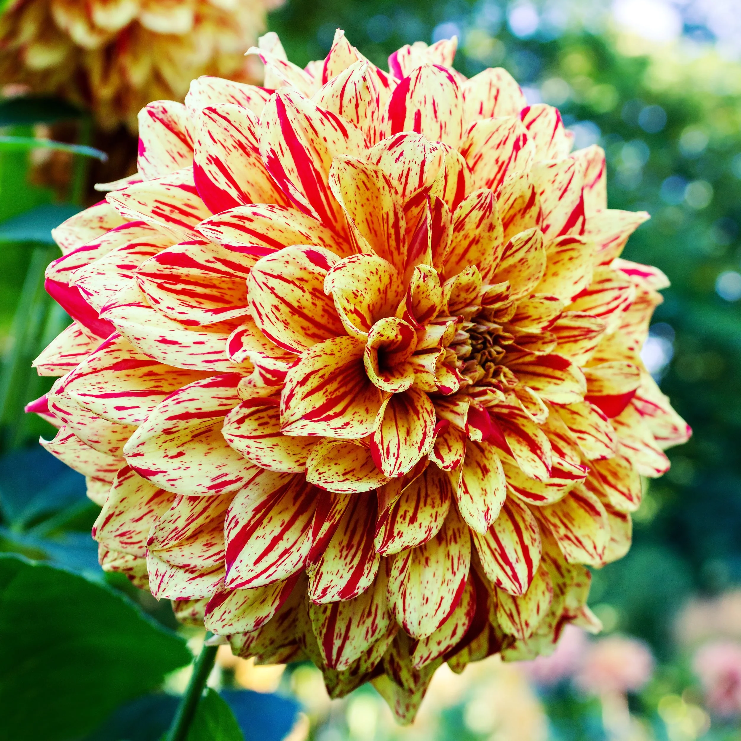 Lilium 'Mount Aspiring' - Omnia Botanica